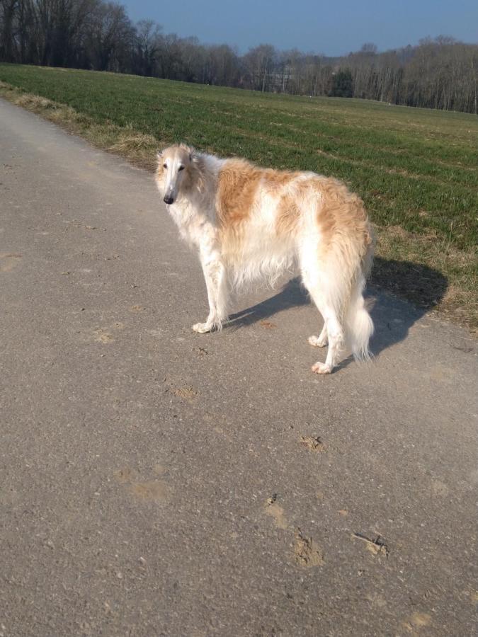 Swiss Borzoi House Acomodação com café da manhã Vully-les-Lacs Exterior foto