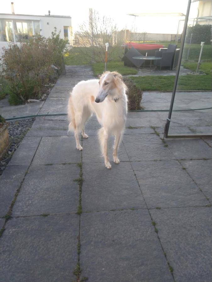 Swiss Borzoi House Acomodação com café da manhã Vully-les-Lacs Exterior foto