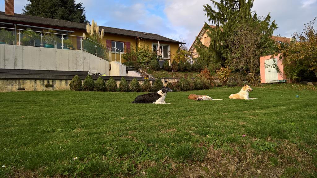 Swiss Borzoi House Acomodação com café da manhã Vully-les-Lacs Exterior foto