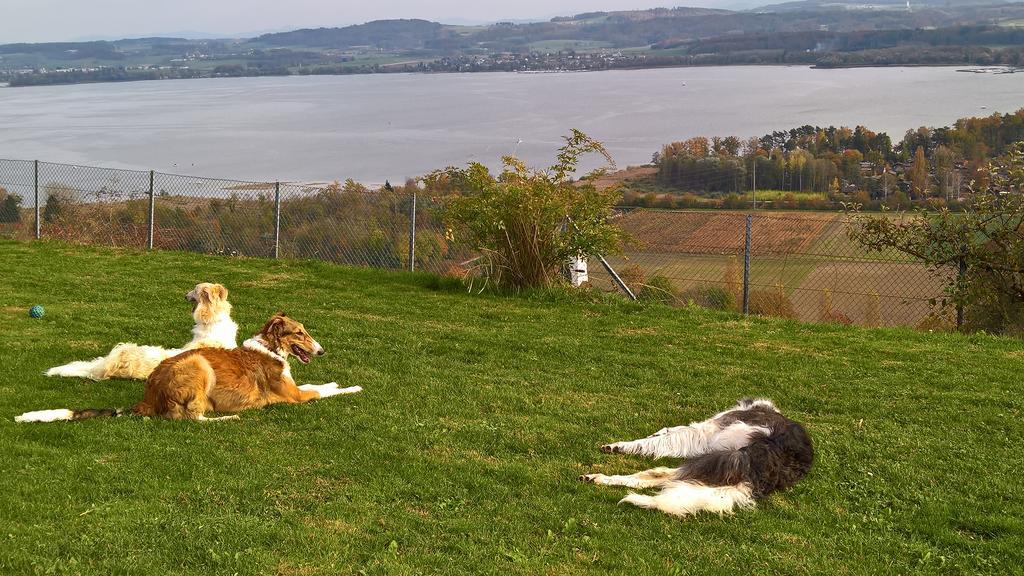 Swiss Borzoi House Acomodação com café da manhã Vully-les-Lacs Exterior foto