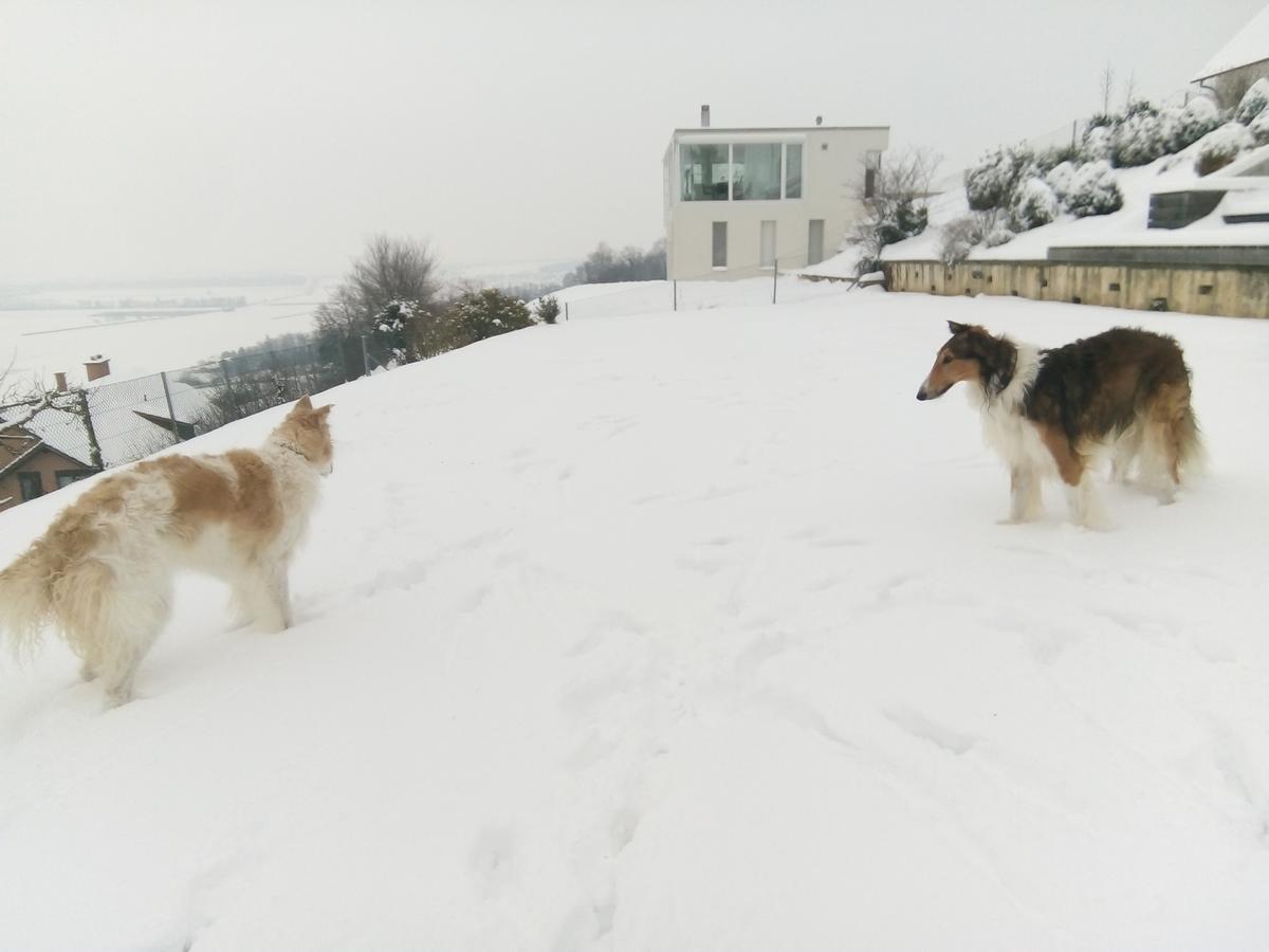 Swiss Borzoi House Acomodação com café da manhã Vully-les-Lacs Exterior foto