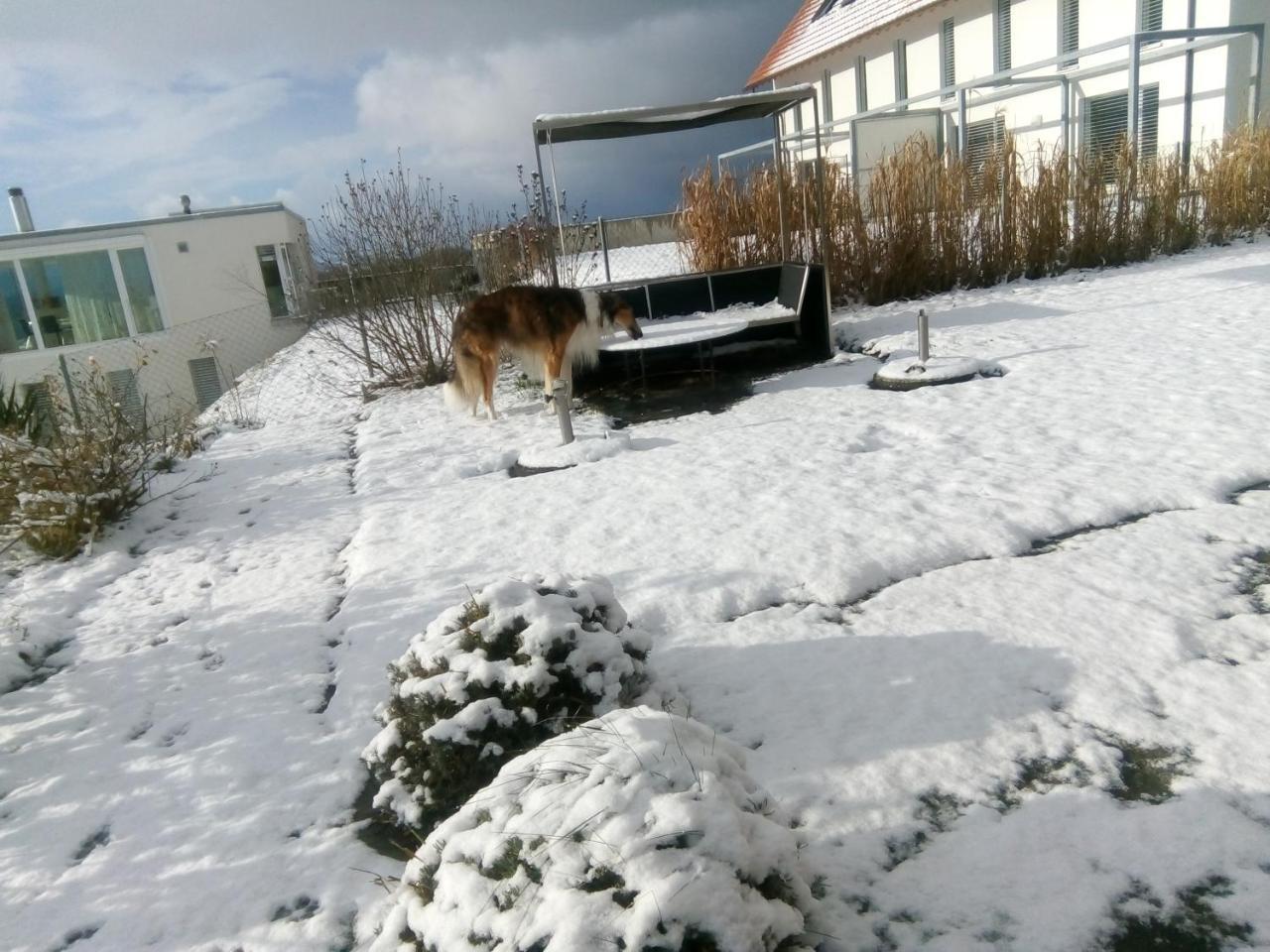 Swiss Borzoi House Acomodação com café da manhã Vully-les-Lacs Exterior foto