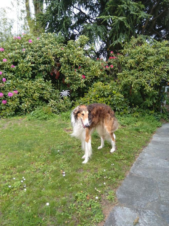 Swiss Borzoi House Acomodação com café da manhã Vully-les-Lacs Exterior foto